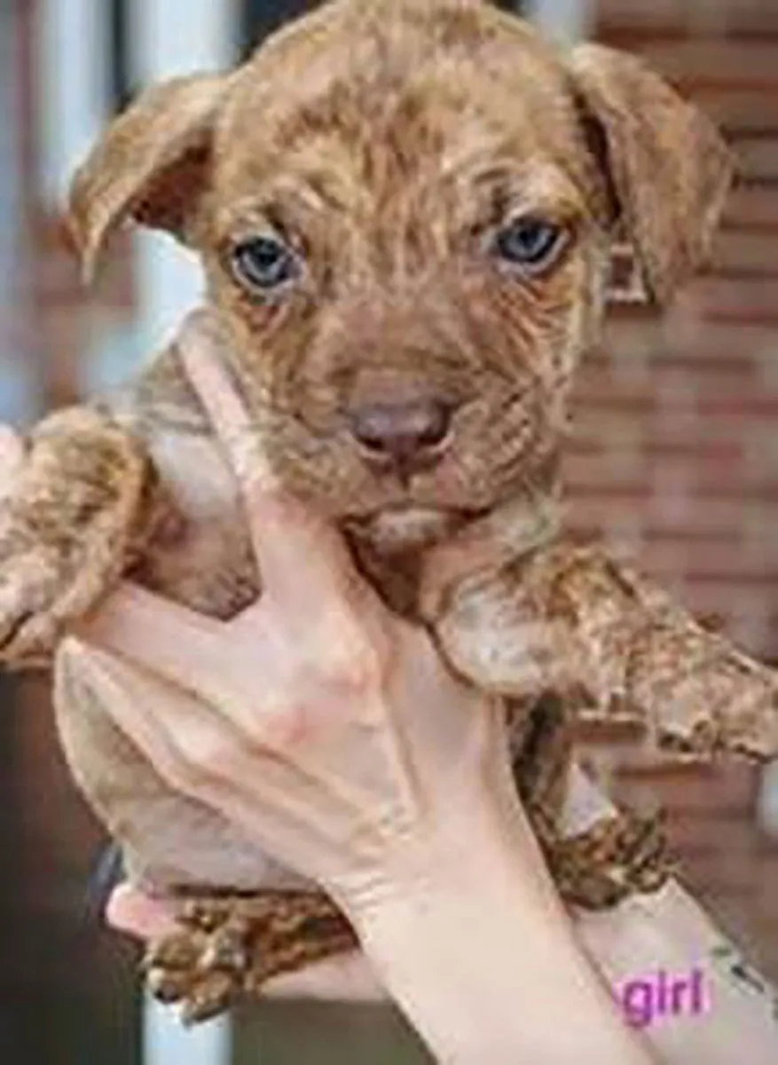 Granny's Pup 1 - Photo 1