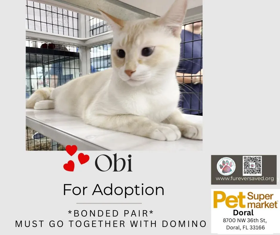 Obi And Domino - Photo 2