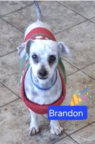 Brandon