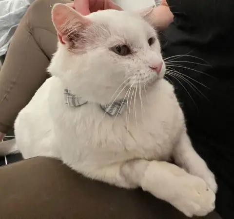 Theodore thumbnail 2