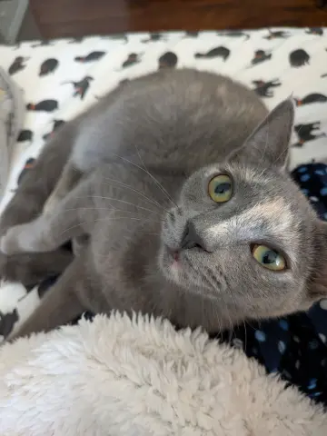 Verushka thumbnail 2