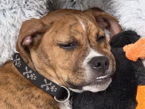 Mr. Carl Bones thumbnail 2