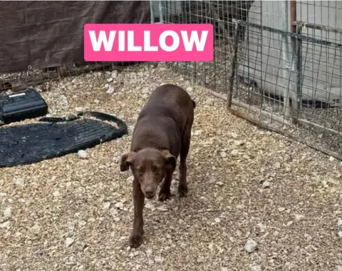 Willow thumbnail 2