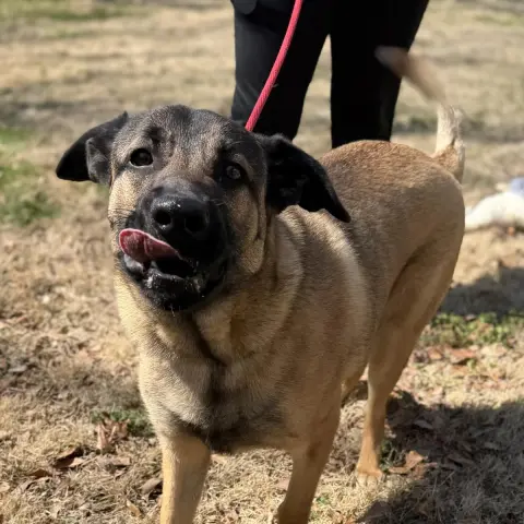 Meatball thumbnail 2