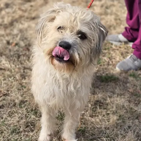 Little Man thumbnail 2