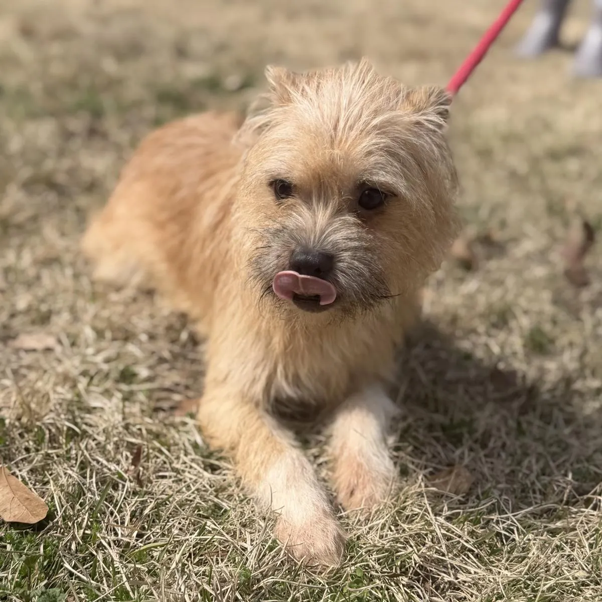 Peanut Butter - Photo 2