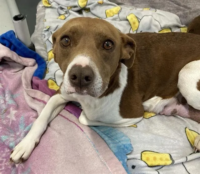 Carolina Reaper - Photo 1