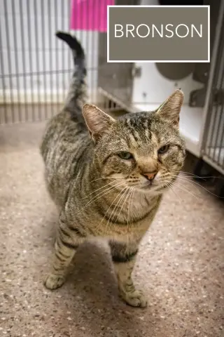 Bronson