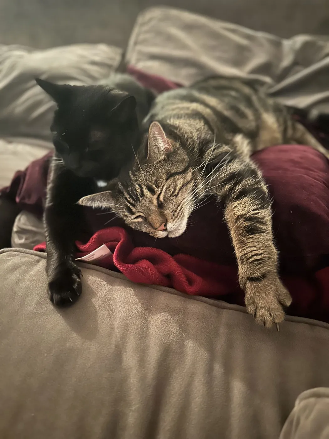 Henry and Onyx - Photo 1