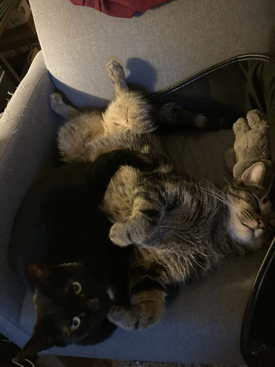 Henry and Onyx - Photo 2