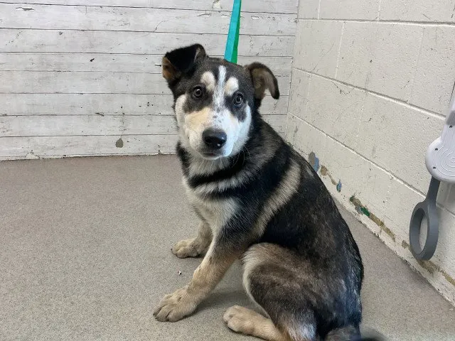 Cookies N Cream - Photo 1