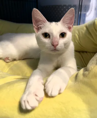 Eleonora thumbnail 2