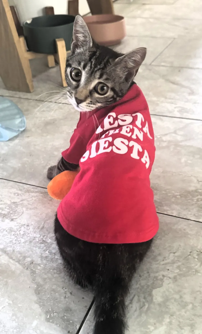 Laffy Taffy - Photo 1