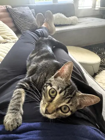 Laffy Taffy thumbnail 2