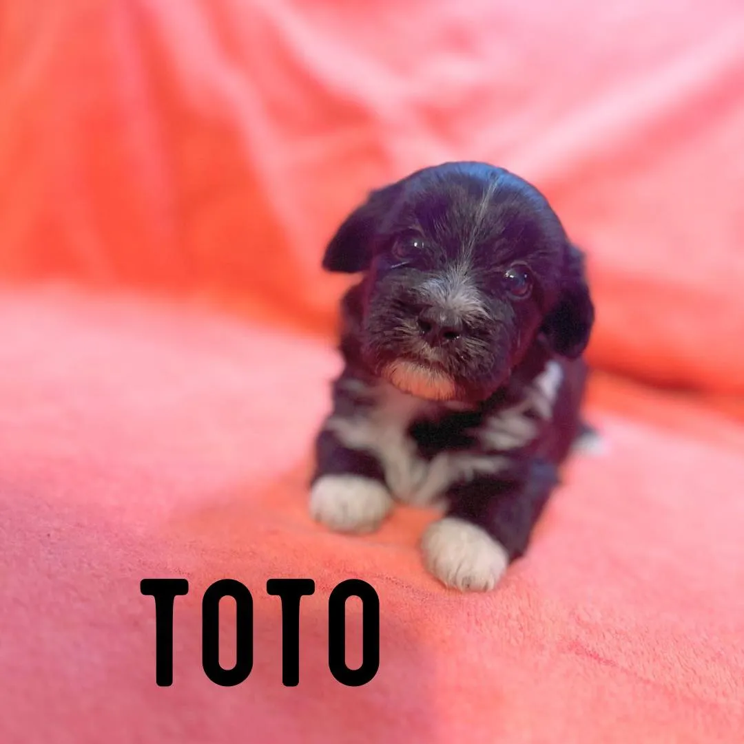 Toto - Photo 1