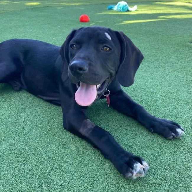 Shenanigan - Photo 1