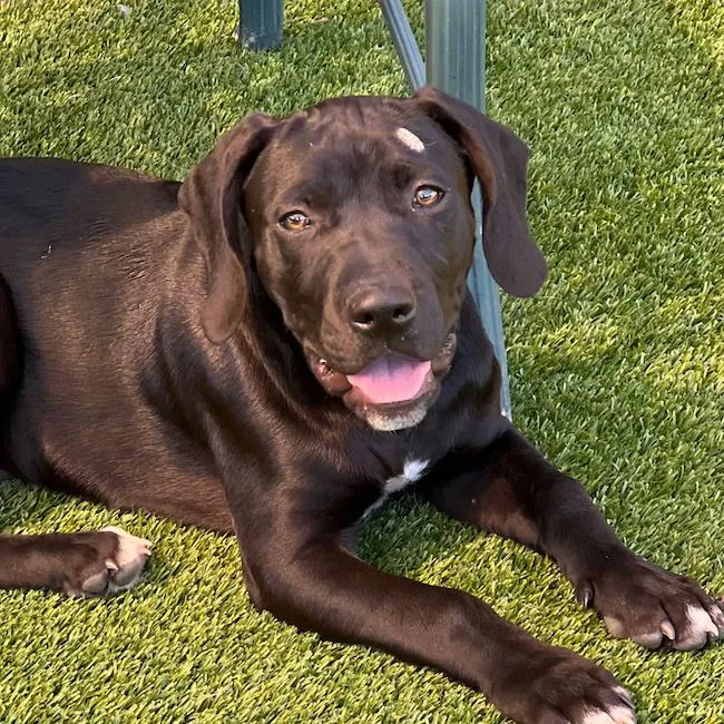 Shenanigan - Photo 2