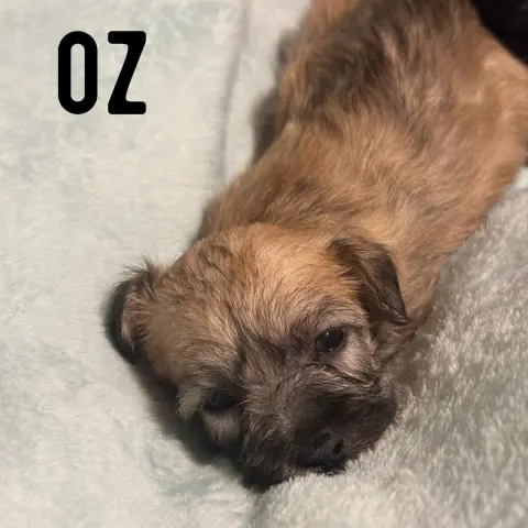 Oz