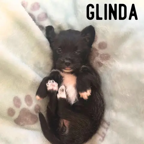 Glinda