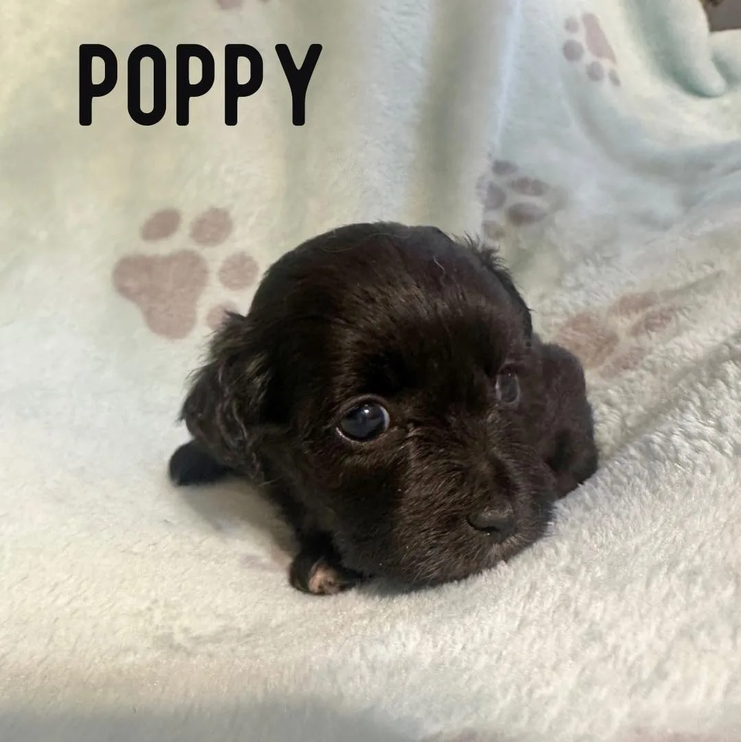 Poppy - Photo 1