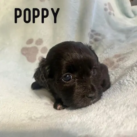 Poppy