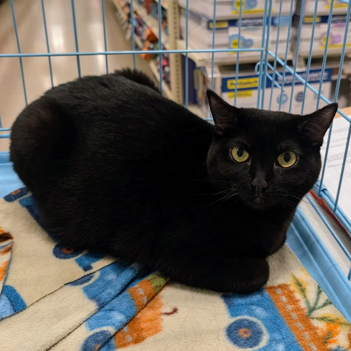 Clarabelle - Photo 1