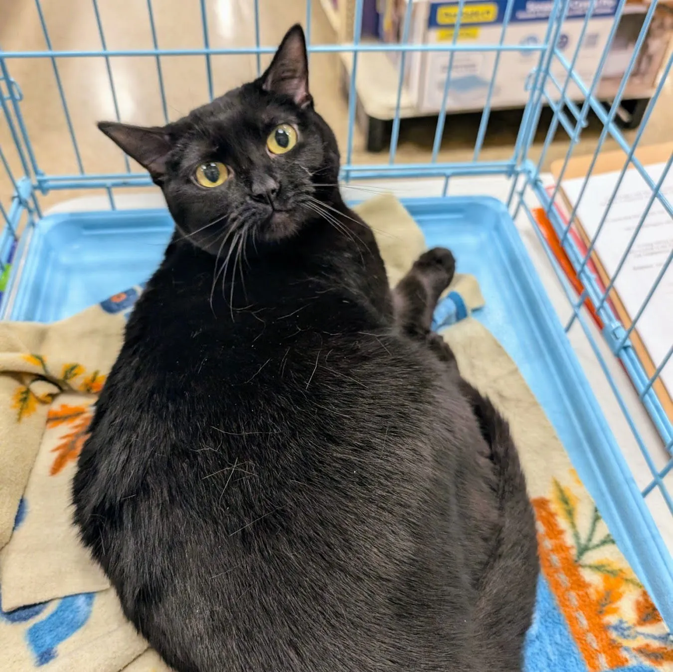 Clarabelle - Photo 2