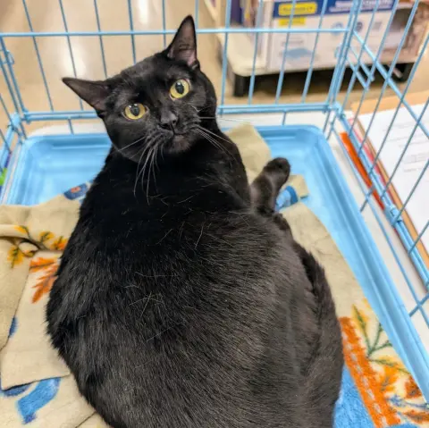 Clarabelle thumbnail 2