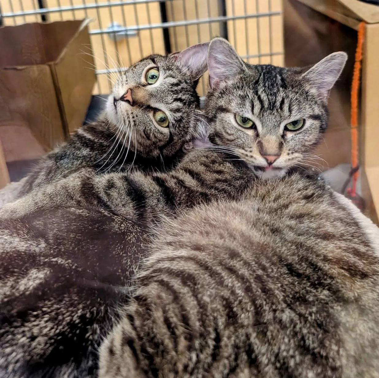 Charlie Chaplin - Photo 1