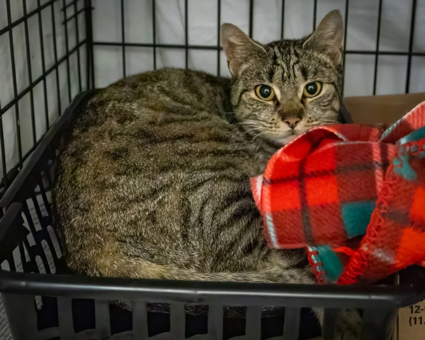 Pretty Bear - Photo 2