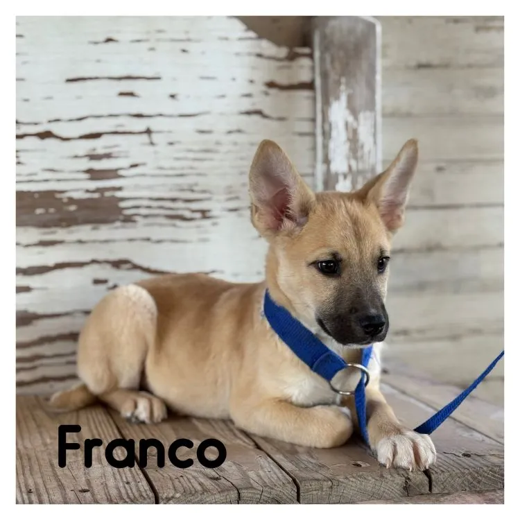 Franco - Photo 1