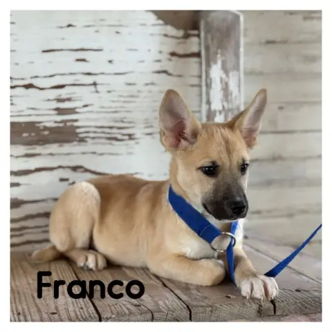 Franco