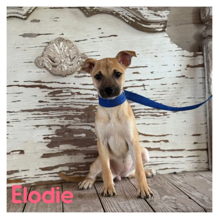 Elodie - Photo 1