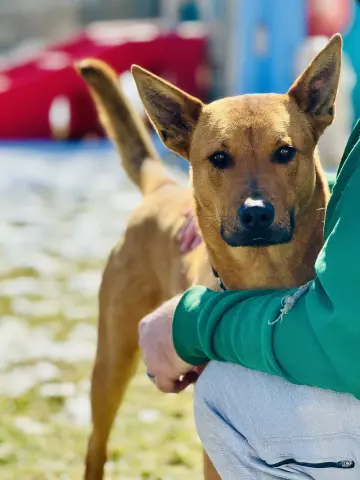 Benedict thumbnail 2