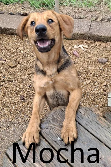 Mocha - Photo 1