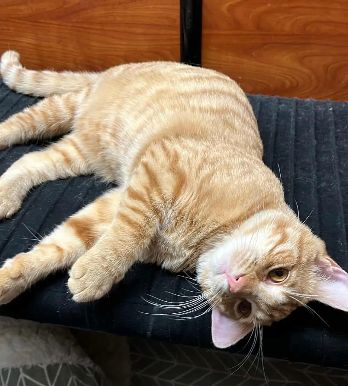 Violet Morgan - Photo 2