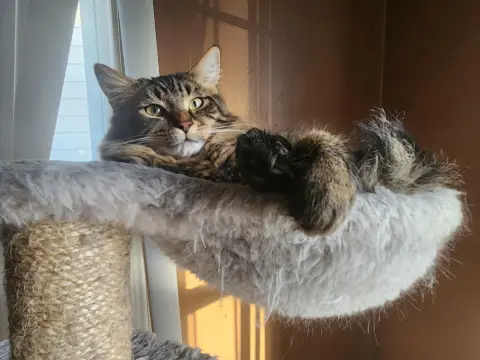 Fletcher thumbnail 2