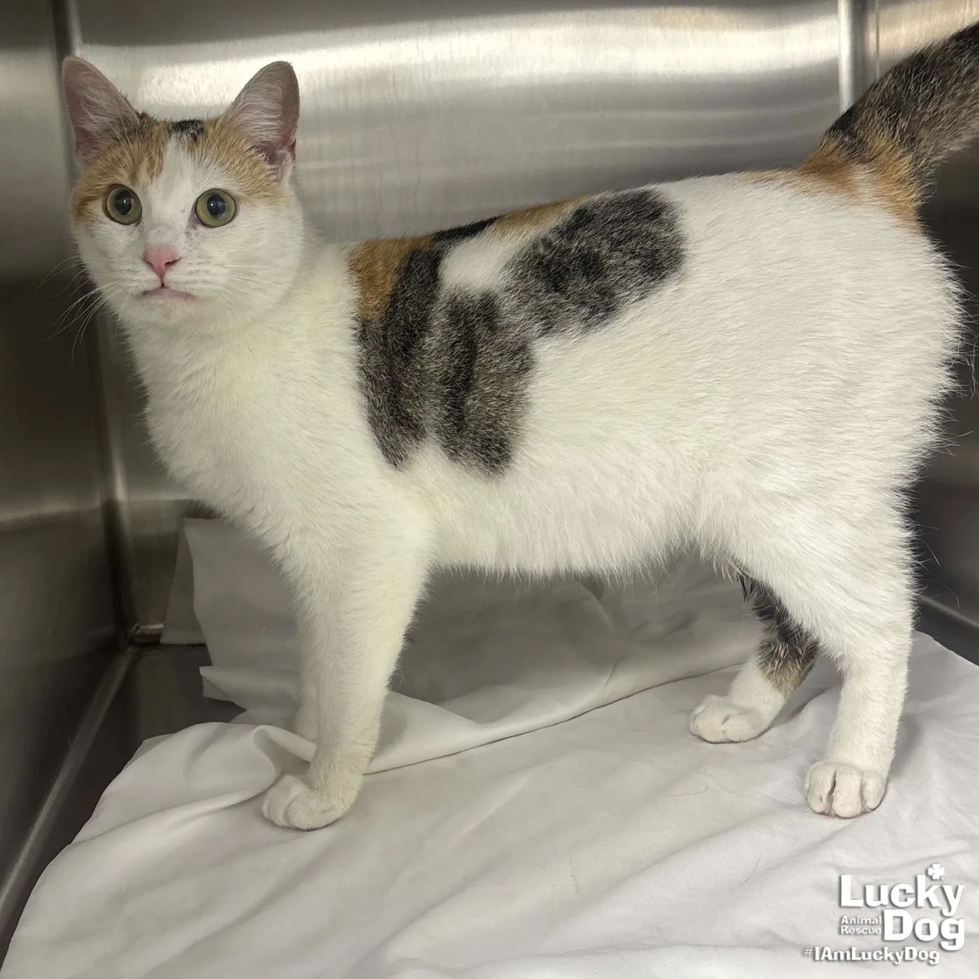 Chatty Cat - Photo 1