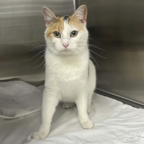 Chatty Cat thumbnail 2