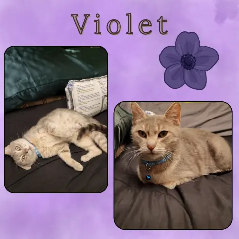 Violet thumbnail 2