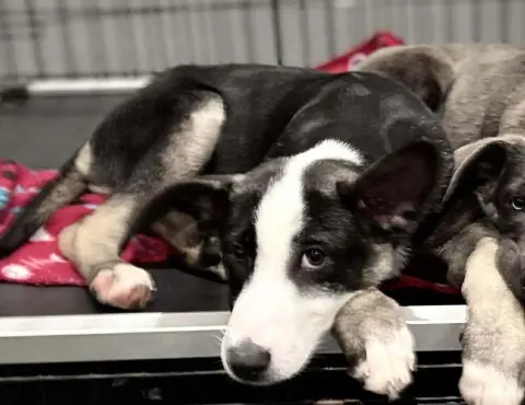 Angelica thumbnail 2