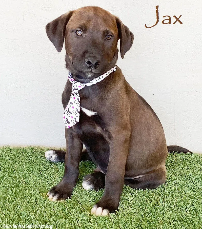 Jax - Photo 1