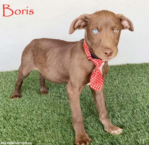 Boris