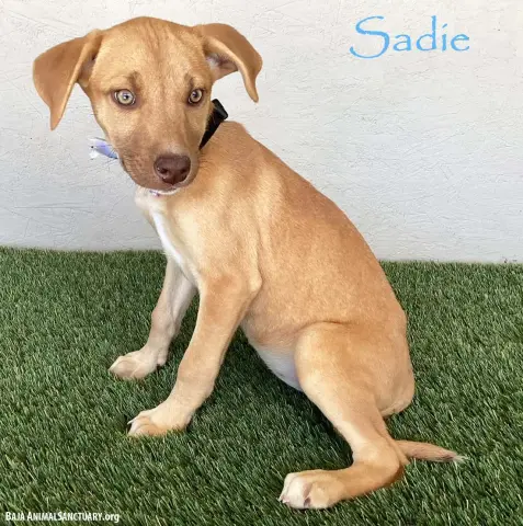 Sadie