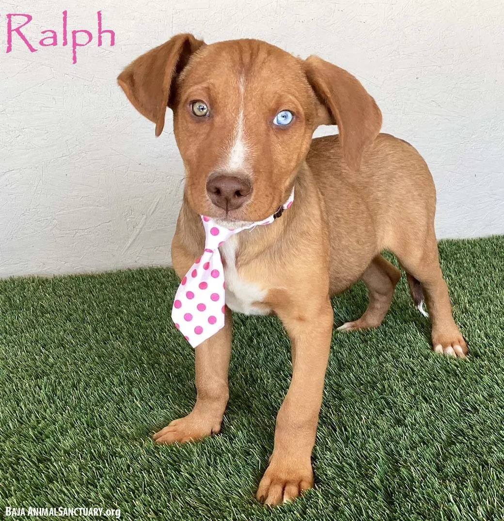 Ralph - Photo 1