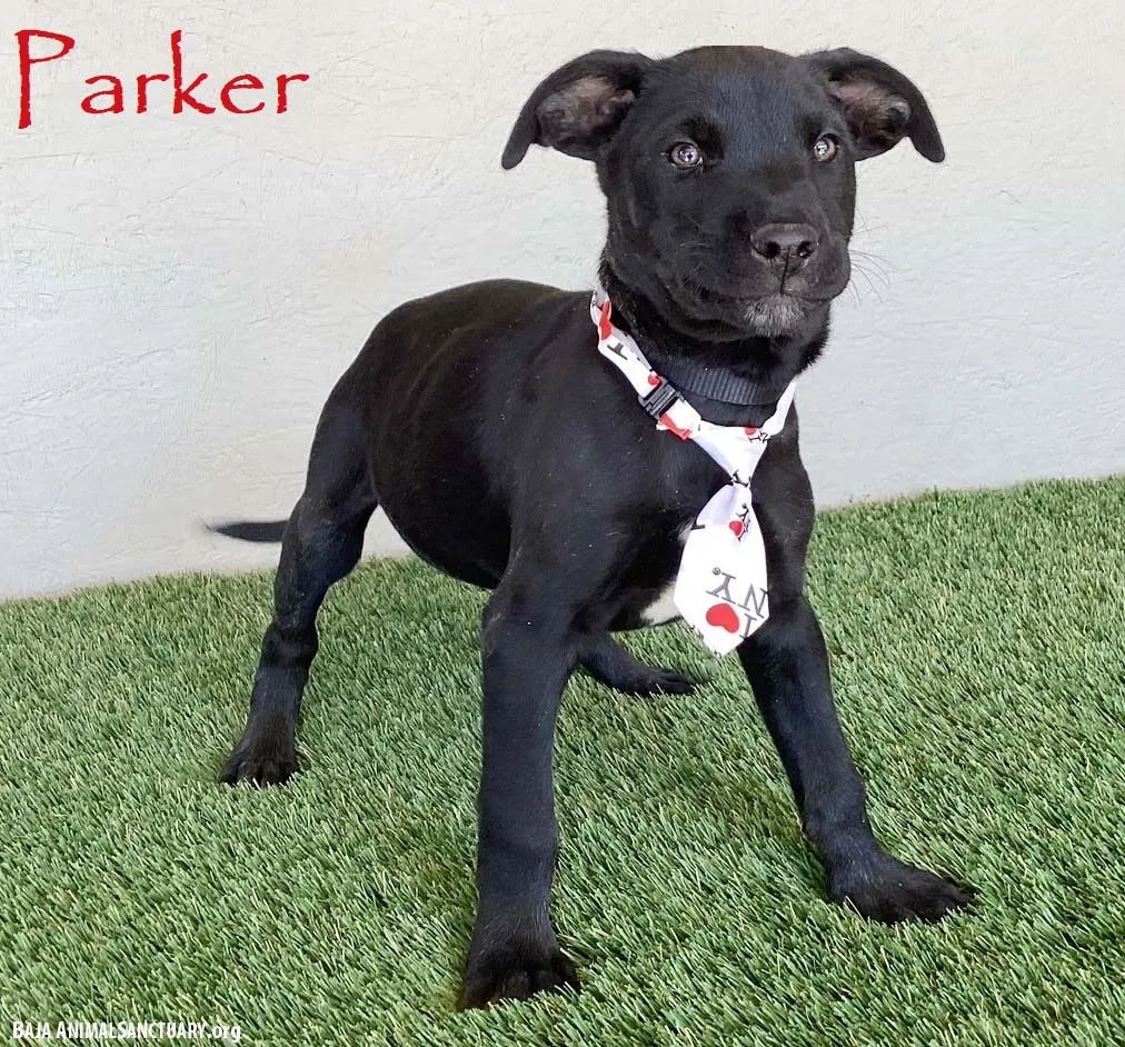 Parker - Photo 1