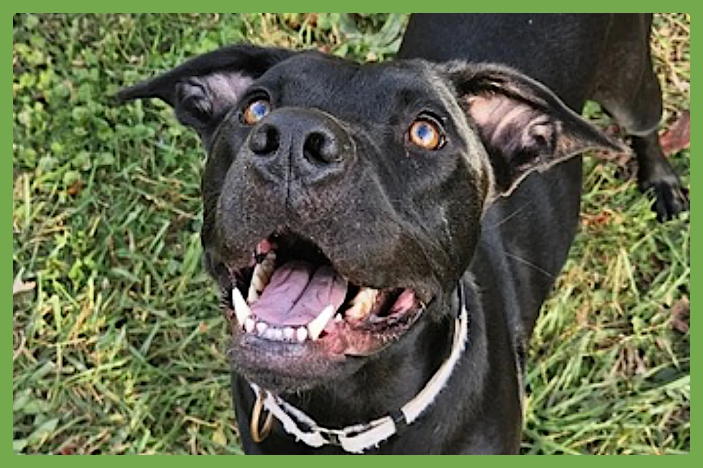 Tula Baloola - Photo 1