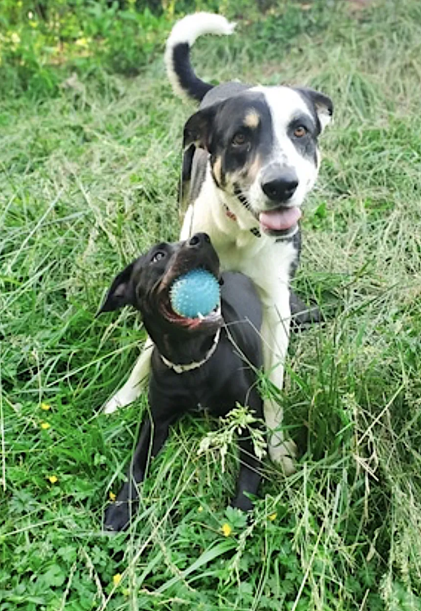 Tula Baloola - Photo 2