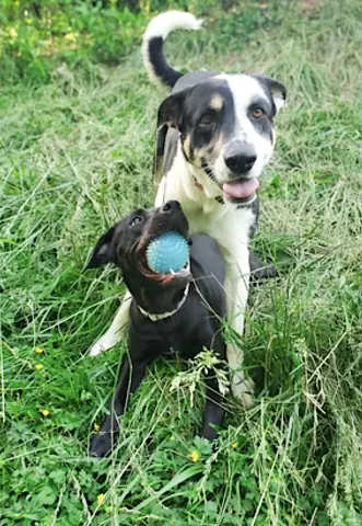 Tula Baloola thumbnail 2