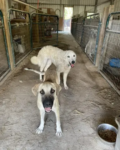 Curly Sue thumbnail 2